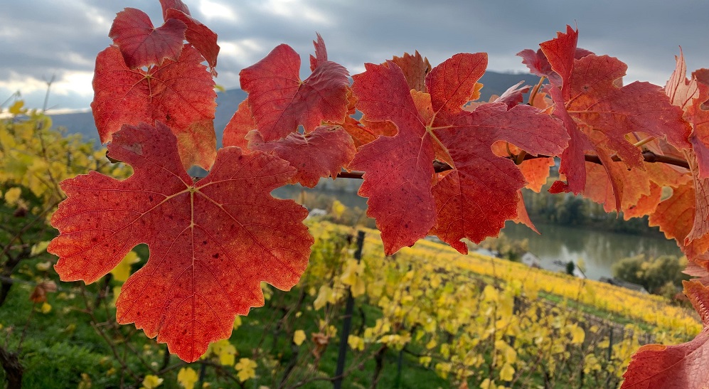 Wunderbare Herbstfarben in den Lorcher Weinbergen im November!